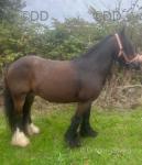 Honey, 12.2hh Mare