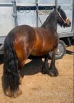 Honey, 12.2hh Mare