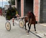 12.3hh Hackney Ride & Drive Stallion