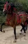 12.3hh Hackney Ride & Drive Stallion
