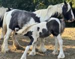 Foals