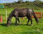 3 Year Old Filly