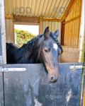 3 Year Old Filly