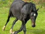 3 Year Old Filly