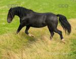 3 Year Old Filly