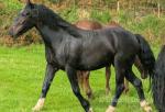 3 Year Old Filly