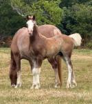 Emerald Isle Captain Morgan, Welsh Section D Colt Foal