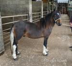 Millthorpe Matty, 2 Year Old Colt
