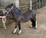 Millthorpe Matty, 2 Year Old Colt