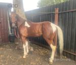 15.2hh Ride & Drive Gelding