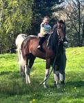 15.2hh Ride & Drive Gelding