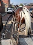 15.2hh Ride & Drive Gelding
