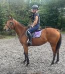 Penny, 15.3hh Riding Mare