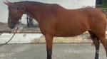 Penny, 15.3hh Riding Mare