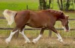 15hh Welsh Section D Gelding