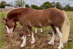 15hh Welsh Section D Gelding