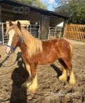 Chester, Yearling Colt