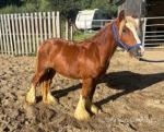 Chester, Yearling Colt