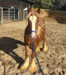 Chester, Yearling Colt