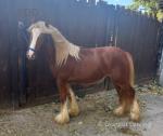Chester, Yearling Colt
