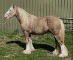 2 Year Old Colt