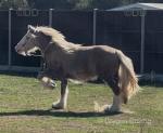 2 Year Old Colt