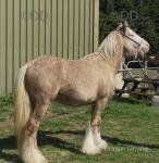 2 Year Old Colt