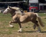 2 Year Old Colt