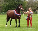 Rotherdale Fashion, 14.1hh Mare Possibly in Foal