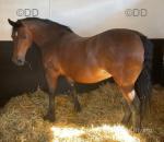 Rotherdale Fashion, 14.1hh Mare Possibly in Foal