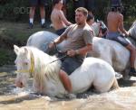 13.2hh Ride & Drive Gelding