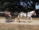 13.2hh Ride & Drive Gelding
