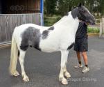 Prince, 15.1hh Ride & Drive Gelding