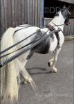 Prince, 15.1hh Ride & Drive Gelding