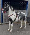 Prince, 15.1hh Ride & Drive Gelding