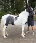 Prince, 15.1hh Ride & Drive Gelding