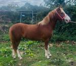 11.2hh Ride & Drive Gelding