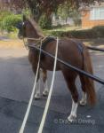 11.2hh Ride & Drive Gelding