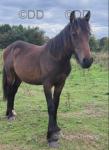 Yearling Hanoverian Colt 