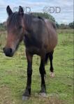 Yearling Hanoverian Colt 