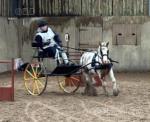 Chance, 11.1hh Driving Gelding with Cart and Harness
