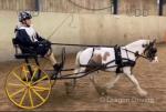 Chance, 11.1hh Driving Gelding with Cart and Harness
