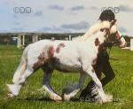 Chance, 11.1hh Driving Gelding with Cart and Harness