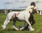 Chance is a quality 11.1hh approx 5 year old coloured mini cob.
Last winter he was successfully driven in a two wheeler and competed indoors by our grandson taking the competition atmosphere entirely in his stride. He is incredibly genuine, sensible and safe for a competent driver. Chance is a quality 11.1hh approx 5 year old coloured mini cob.
Last winter he was successfully driven in a two wheeler and competed indoors by our grandson taking the competition atmosphere entirely in his stride. He is incredibly genuine, sensible and safe for a competent driver.