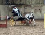 Chance, 11.1hh Driving Gelding with Cariage and Harness