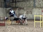 Chance, 11.1hh Driving Gelding with Cariage and Harness