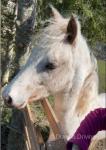 WPB Yearling Gelding