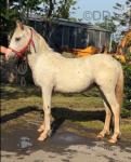 WPB Yearling Gelding