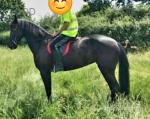 16.2hh Menorquin Riding Mare