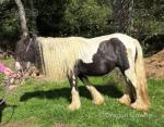 12.2hh Mare
